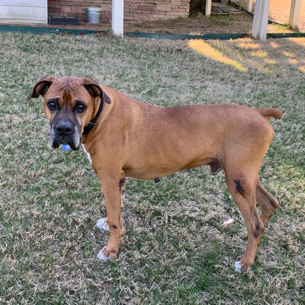 Maximus