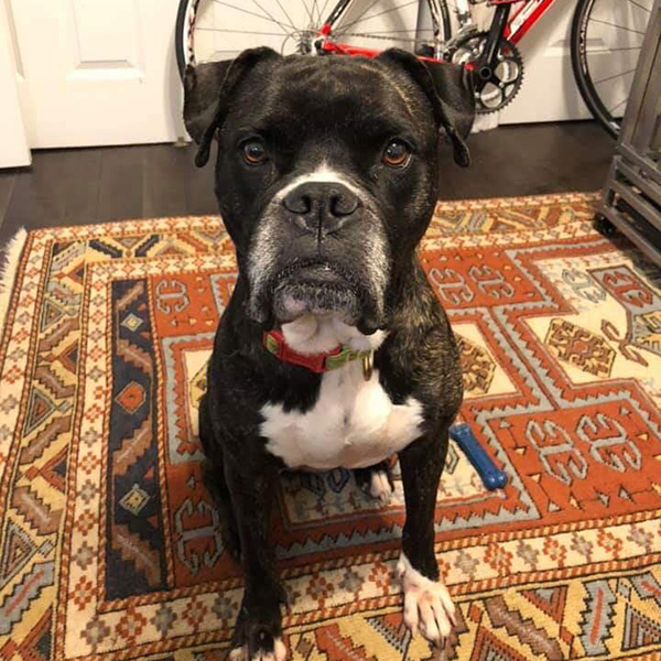 Atlanta Boxer Rescue :: Available Boxers