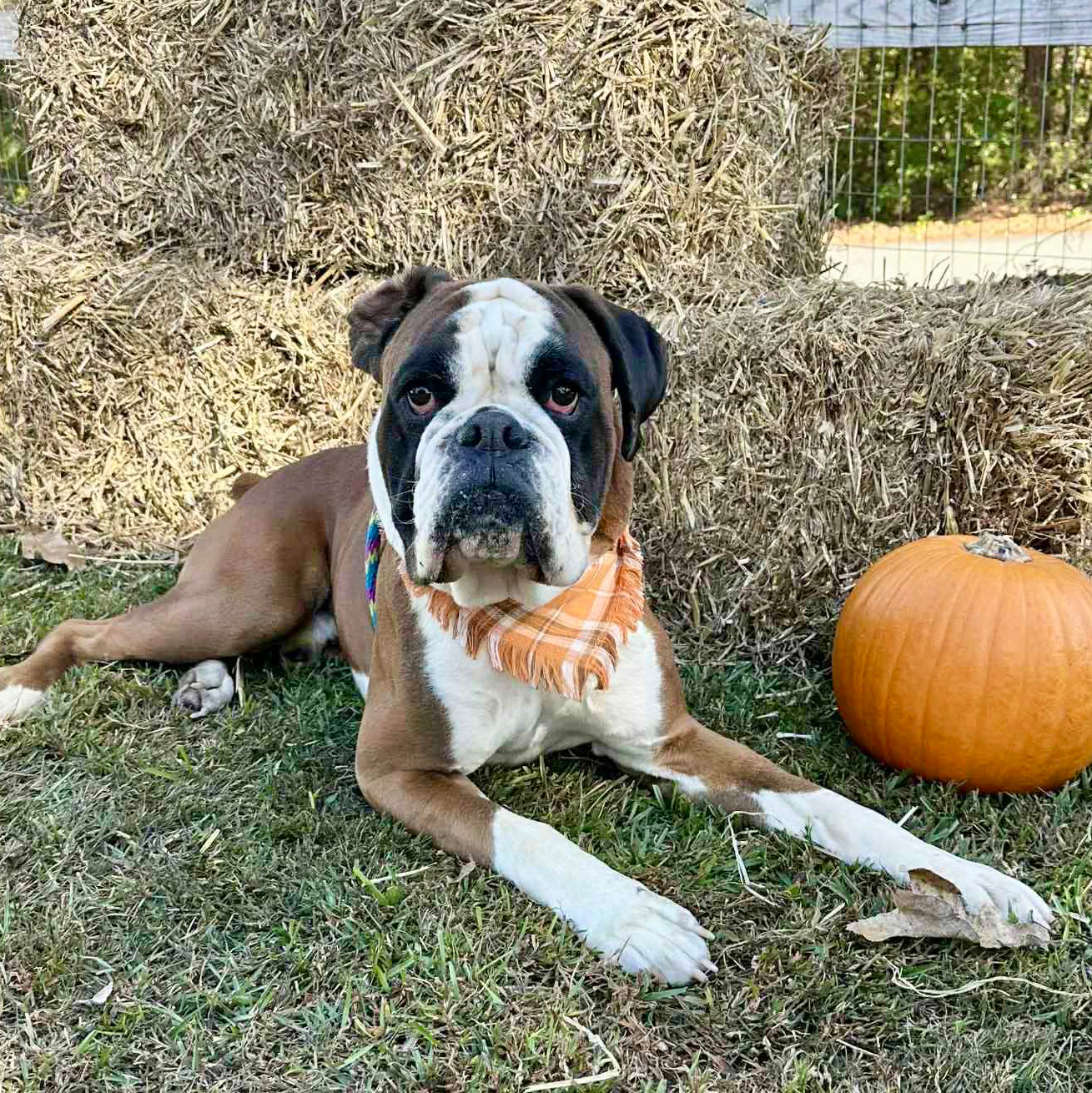 Boxer Spotlight