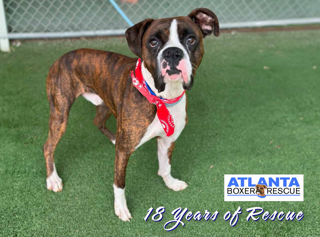 Atlanta Boxer Rescue 18th Anniversary