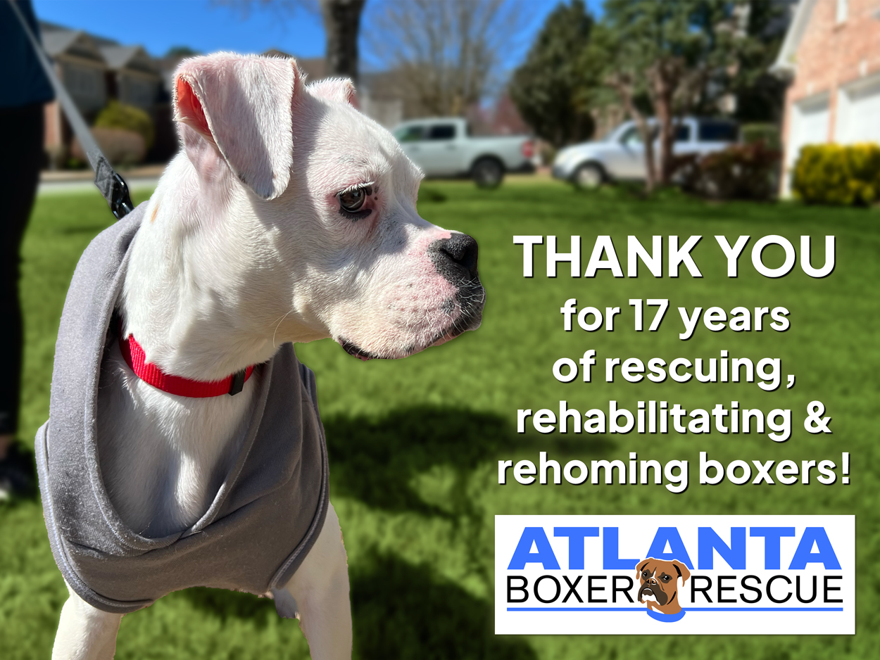 Atlanta Boxer Rescue Casino Night