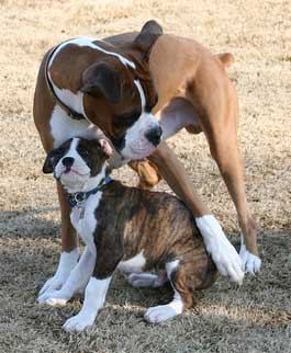 boxer puppies rescue